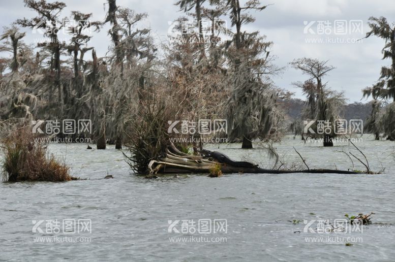 编号：51152912132223208190【酷图网】源文件下载-鳄鱼