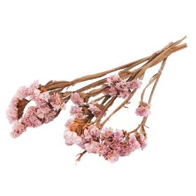 免抠背景干花枯花