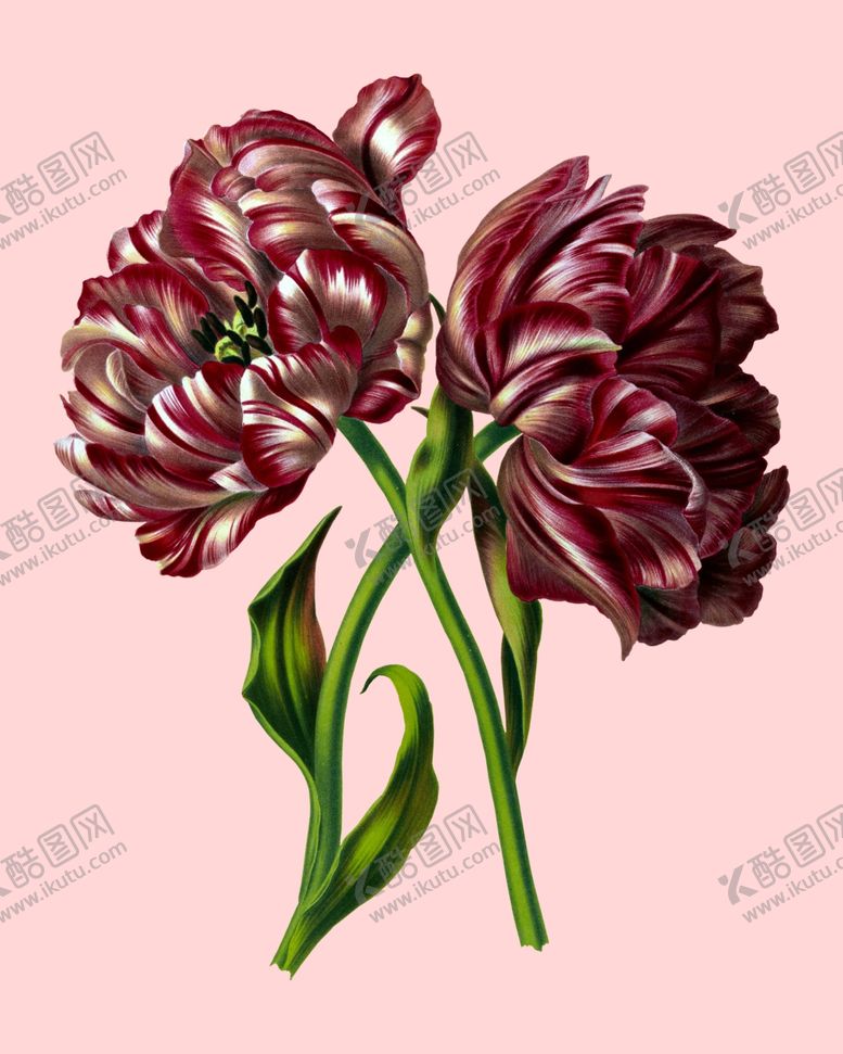 编号：96312210021612562999【酷图网】源文件下载-花卉植