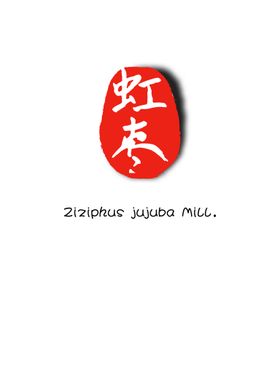 红枣logo