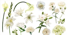 白菊