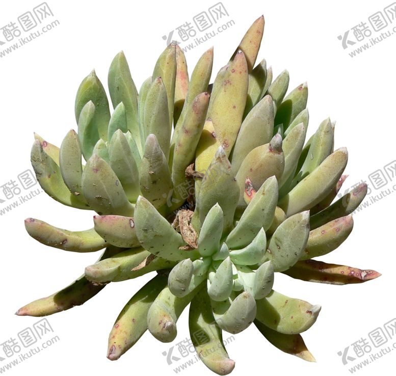 编号：57020707071753587932【酷图网】源文件下载-免扣多肉植物素材