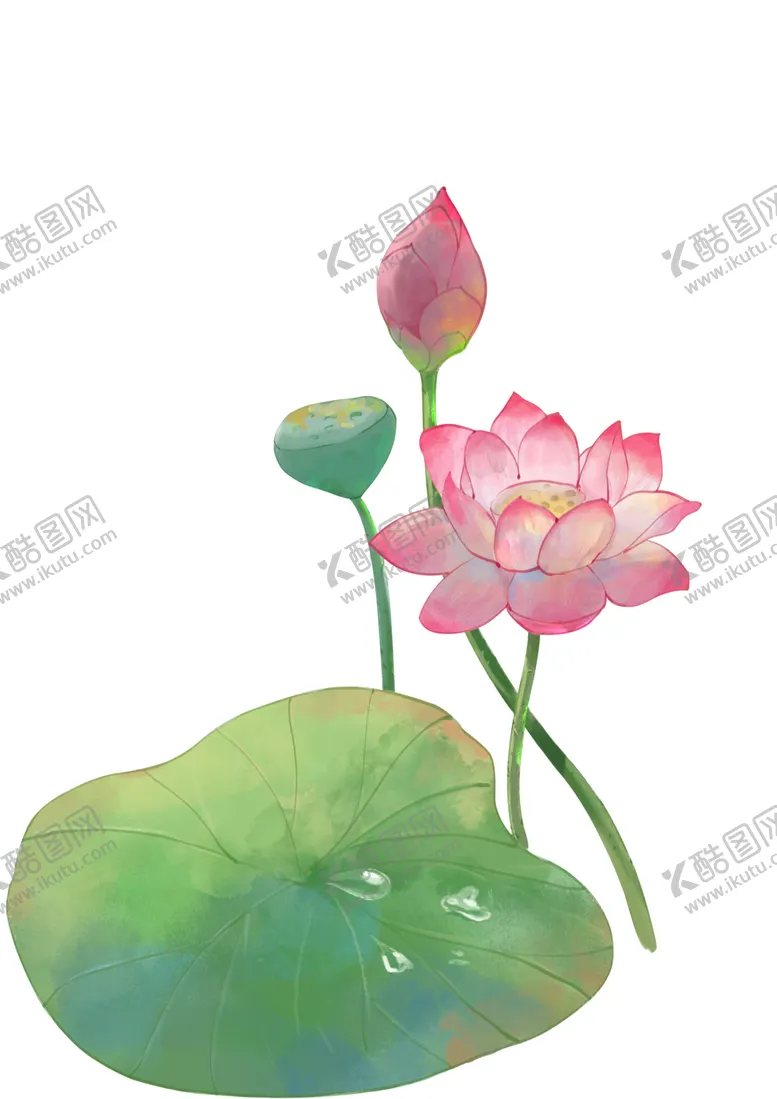 编号：20253412072353331923【酷图网】源文件下载-免扣荷花素材