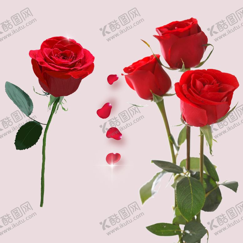 编号：47203109161202216841【酷图网】源文件下载-情人节玫瑰花素材（免扣）