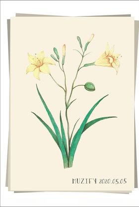 牵牛花植物图鉴