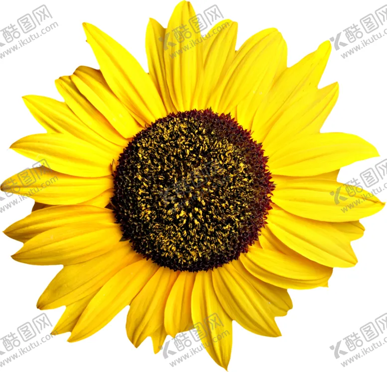 编号：92082409110614535385【酷图网】源文件下载-向日葵
