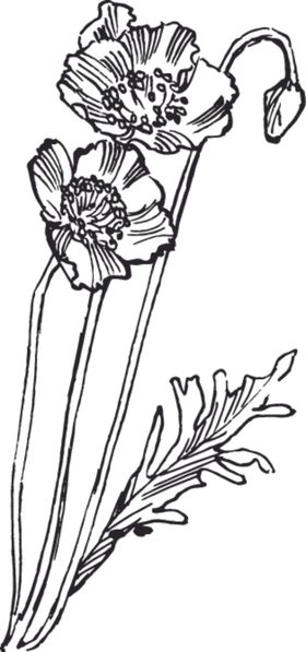 素描鲜花
