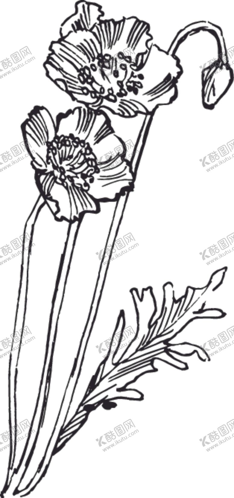 编号：29682710050457155322【酷图网】源文件下载-素描鲜花