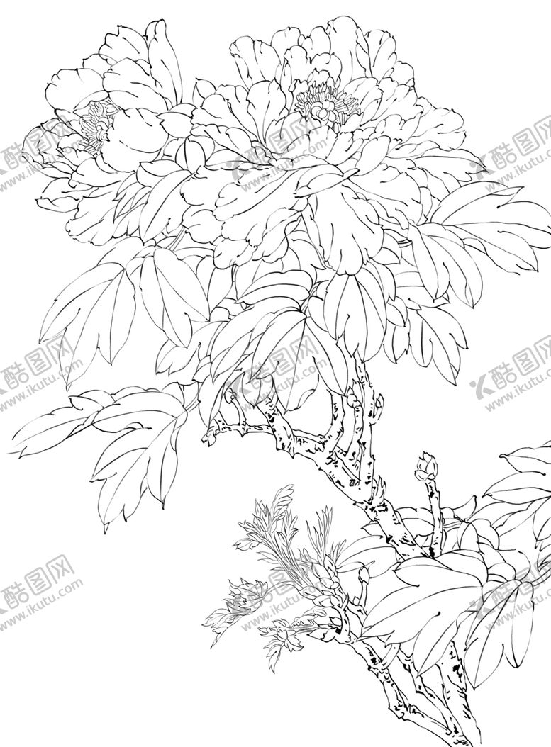 编号：30615510142327445678【酷图网】源文件下载-牡丹