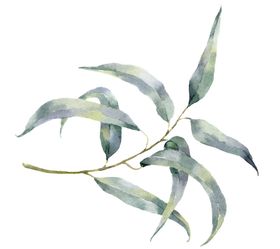 植物花朵装饰图案