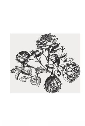 花卉组合