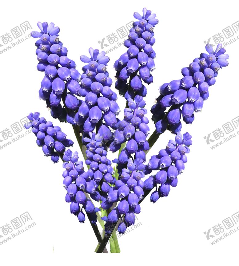 编号：66095612080703017579【酷图网】源文件下载-鲜花