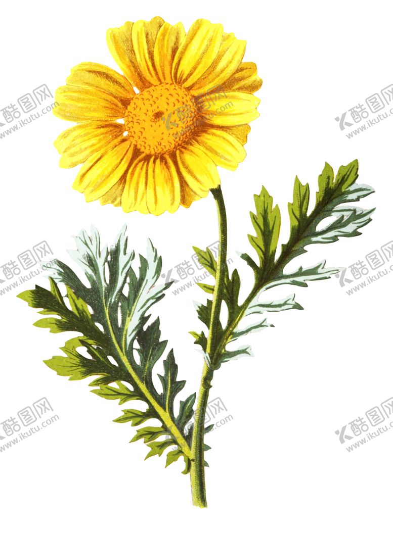 编号：66587306281255053742【酷图网】源文件下载-复古花朵植物图案
