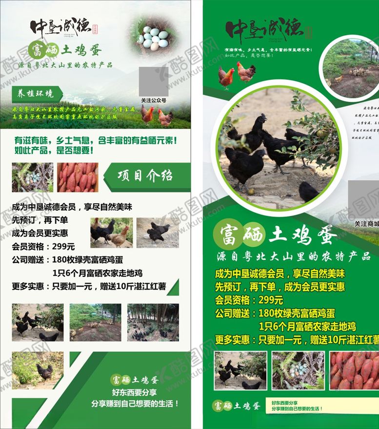 编号：12012909192149244823【酷图网】源文件下载-走地鸡展架