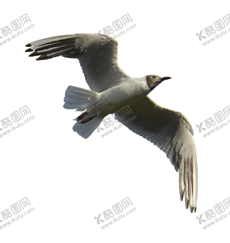 编号：77406001281744481096【酷图网】源文件下载-海鸥