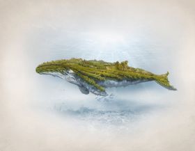 鲸鱼