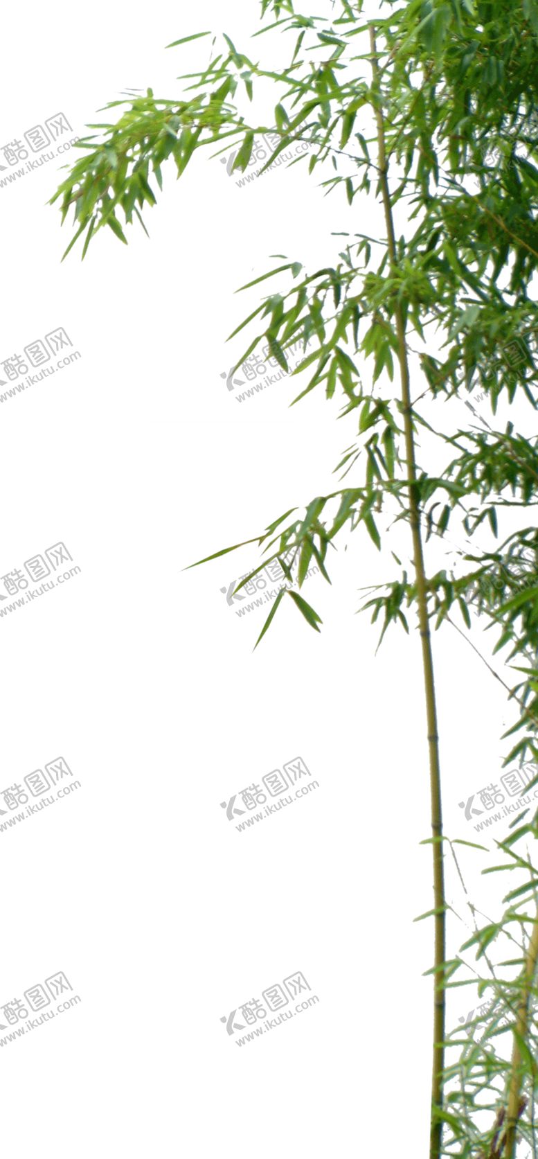 编号：81520811010406584673【酷图网】源文件下载-竹子竹叶