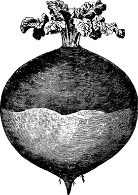 手绘蔬菜
