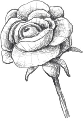 玫瑰花素描绘画