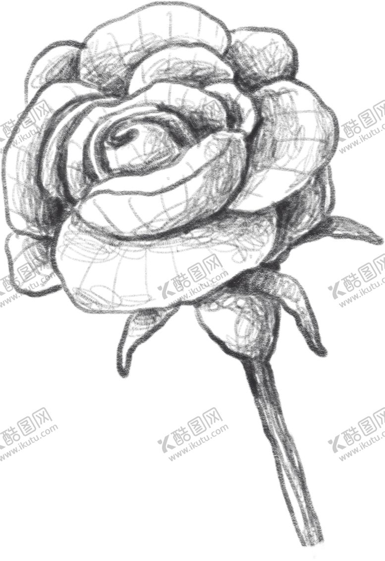 编号：15626407061009356362【酷图网】源文件下载-玫瑰花素描绘画