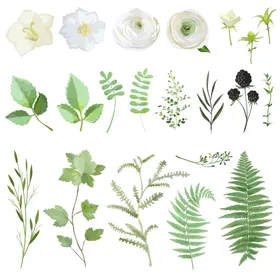 叶子其他素材芭蕉设计