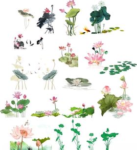 荷花