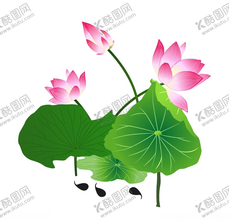 编号：83331105012218045590【酷图网】源文件下载-美丽的粉色荷花插画