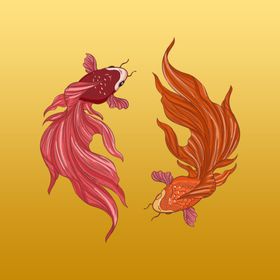 锦鲤