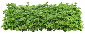 园林植物