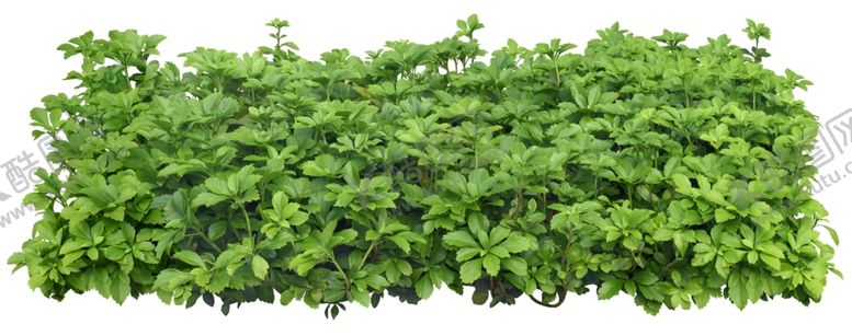 编号：81431810030724126227【酷图网】源文件下载-园林植物