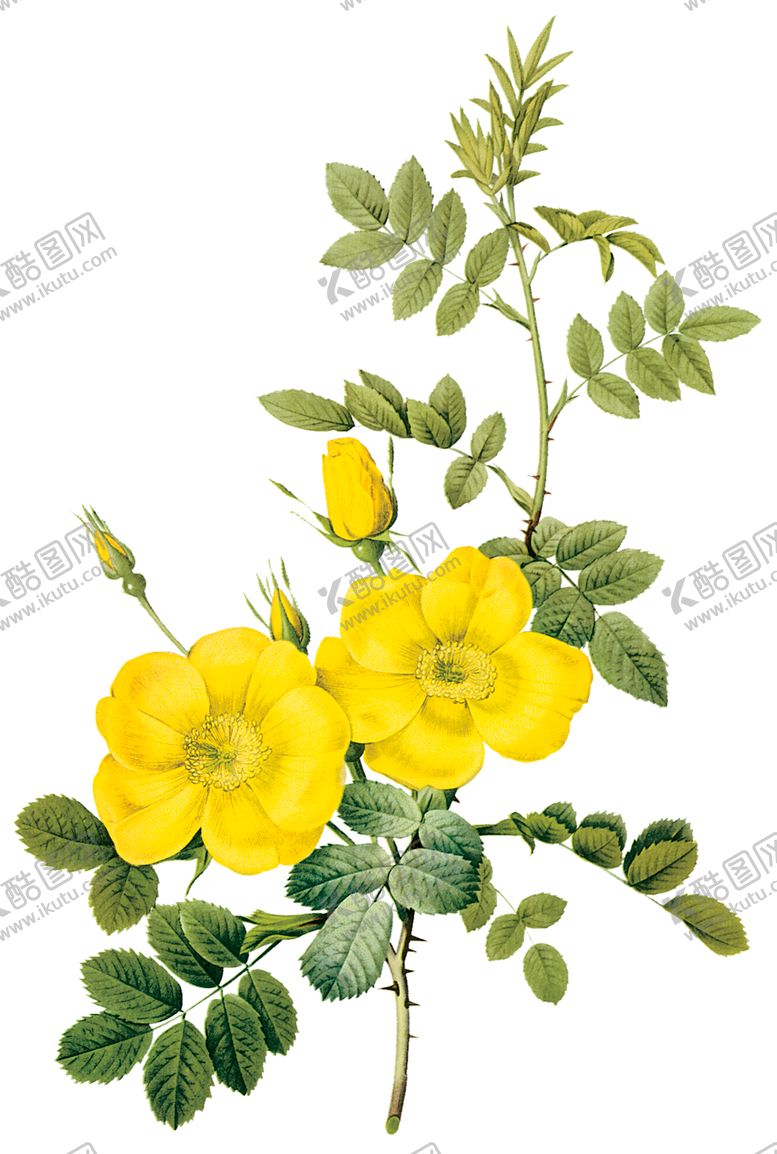 编号：64597109262046148050【酷图网】源文件下载-植物花卉油画装饰画