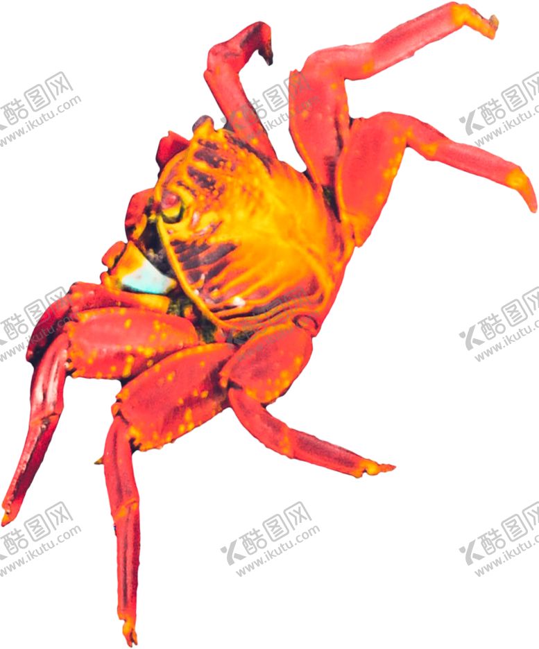 编号：60916712180346476652【酷图网】源文件下载-生鲜螃蟹 