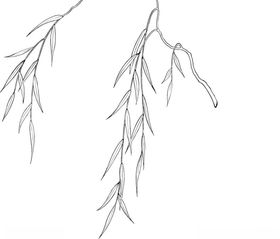 日本线描植物花卉矢量素材