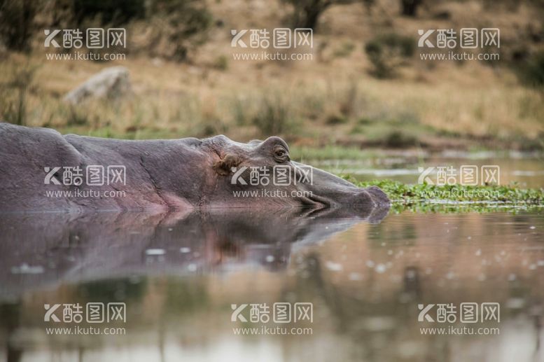 编号：44235812201811539144【酷图网】源文件下载-河马