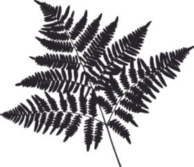 植物系列树叶