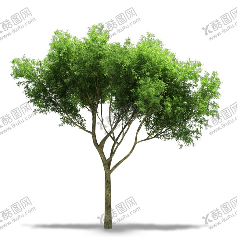 编号：12325810190212387388【酷图网】源文件下载-植物