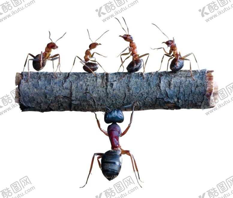 编号：57925410130951423486【酷图网】源文件下载-蚂蚁团队