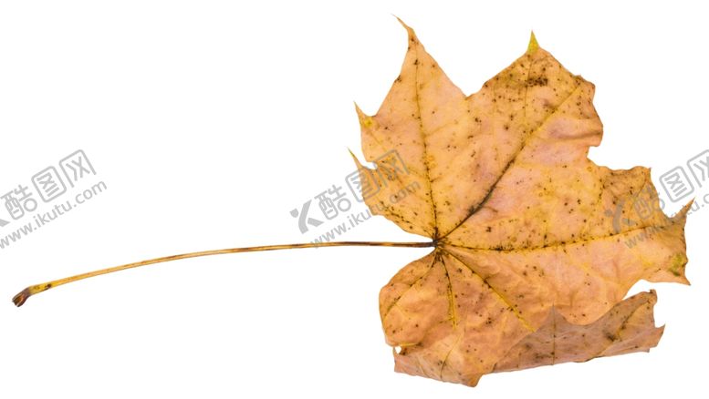 编号：20442509090113364110【酷图网】源文件下载-树叶