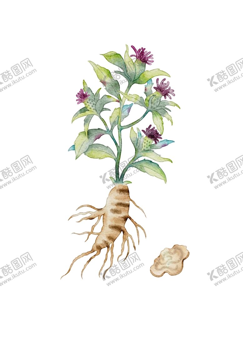 编号：41062204062109086597【酷图网】源文件下载-手绘白术植株及根茎图