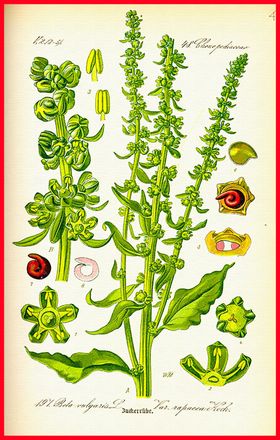 植物叶子绿叶叶子叶脉