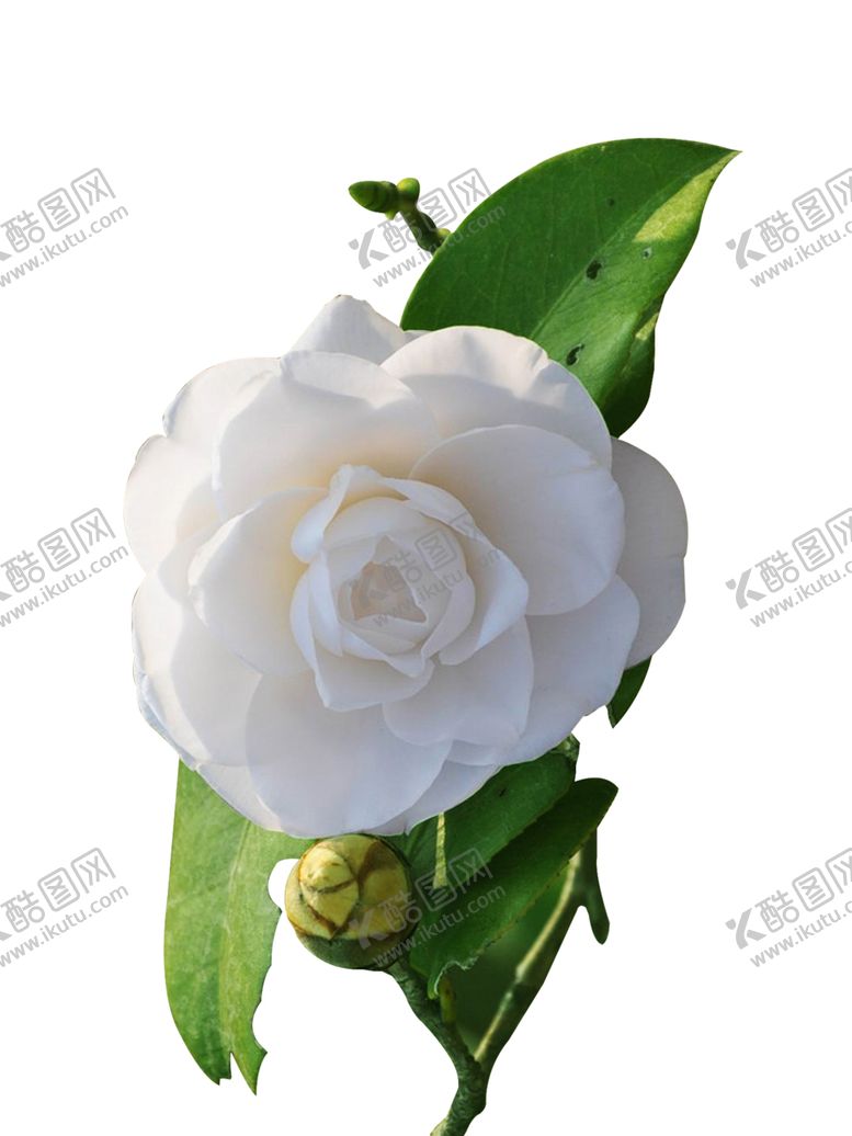 编号：45354901250617235551【酷图网】源文件下载-山茶花图片