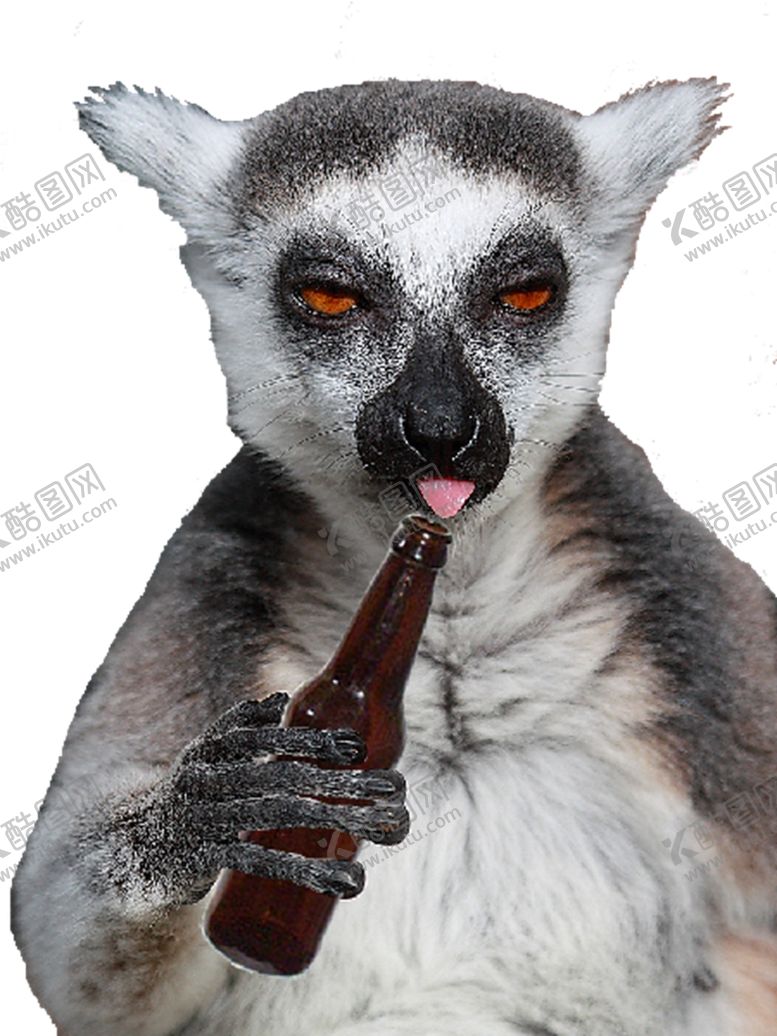 编号：34367909180448059157【酷图网】源文件下载-狐猴