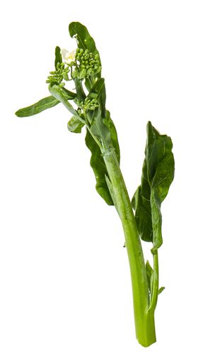 蔬菜芥兰农作物菜