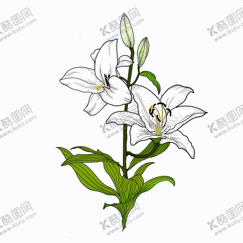 编号：40127509131048393589【酷图网】源文件下载-百合花手绘元素