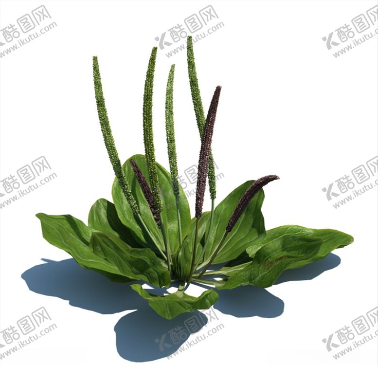 编号：72562304190437542842【酷图网】源文件下载-车前草