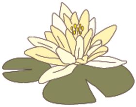 荷花
