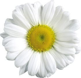 洋甘菊