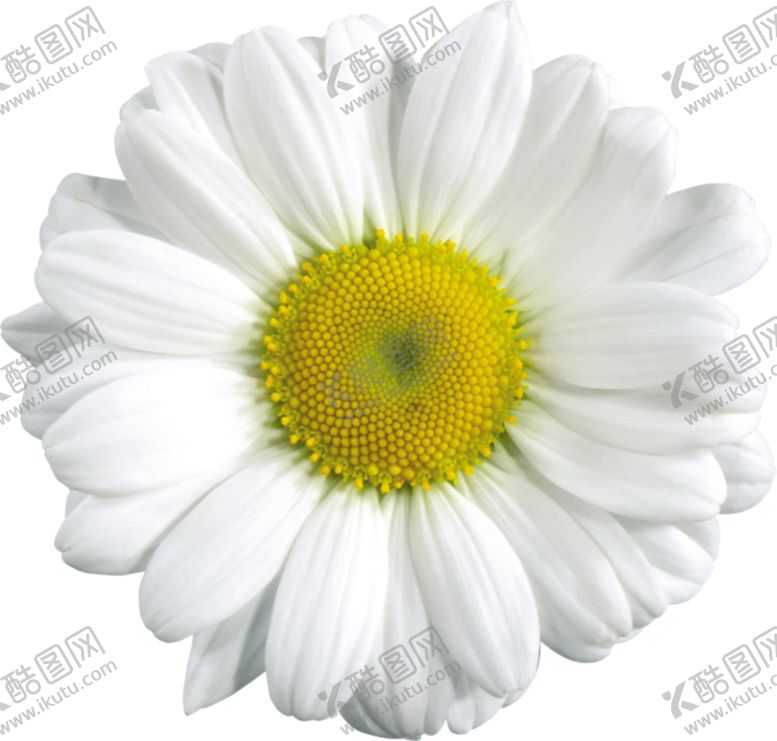 编号：84545707141625446117【酷图网】源文件下载-洋甘菊