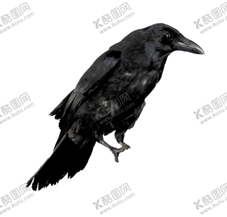 编号：38535204070853573693【酷图网】源文件下载-乌鸦