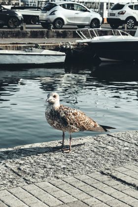 海鸥摄影鸟类飞行动物